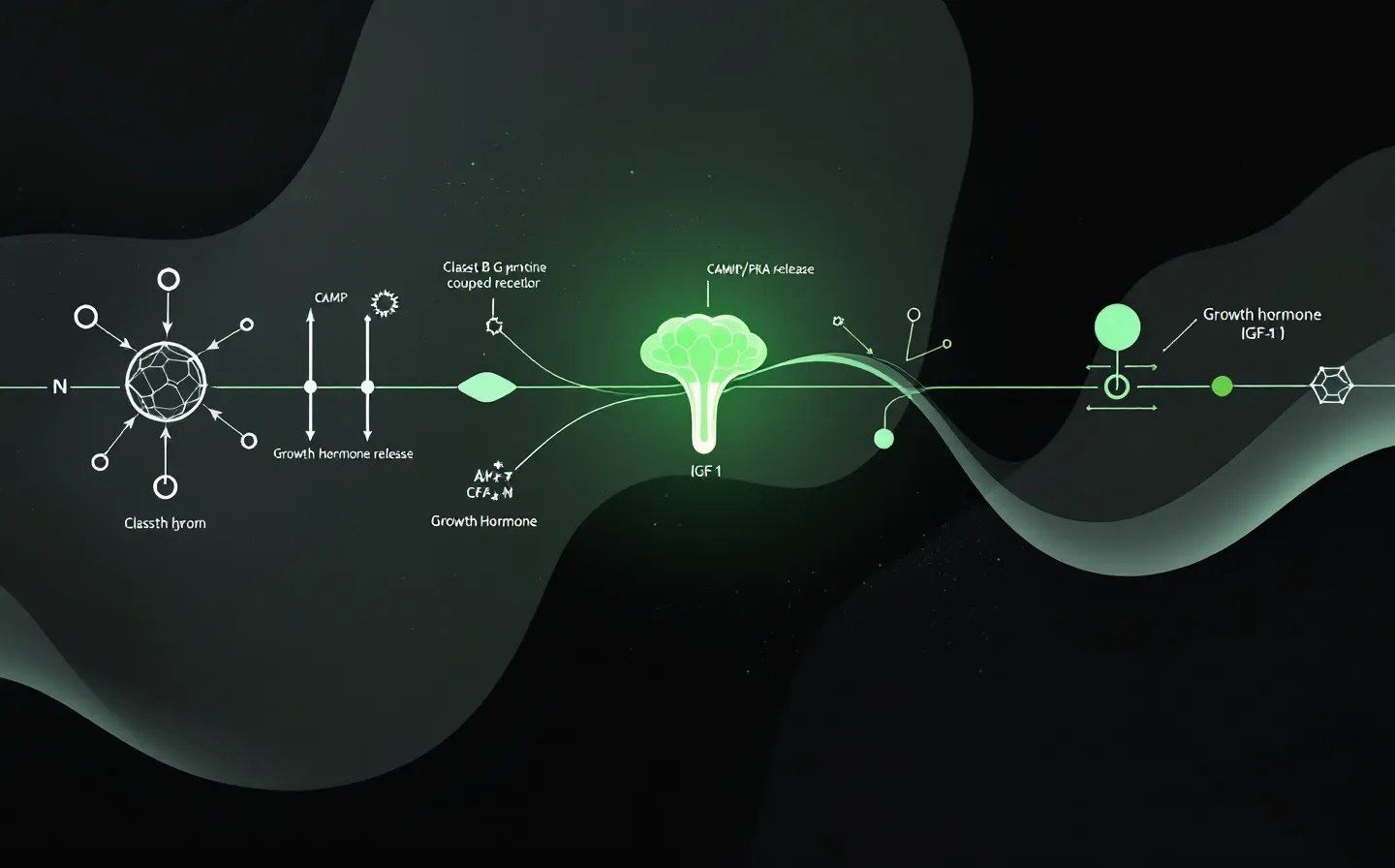 Signal-green dark-media schematic of a GHRH-receptor signaling chain — receptor node relaying through a cAMP/PKA node to a growth-hormone-release node to an IGF-1 node, with one rose accent and a faint green equalizer rail, on a near-black ground
